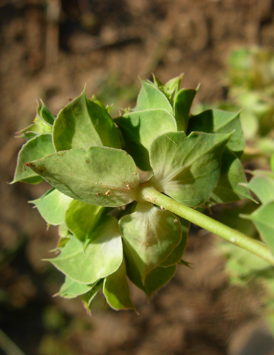 Euphorbia falcata L. subsp. falcata